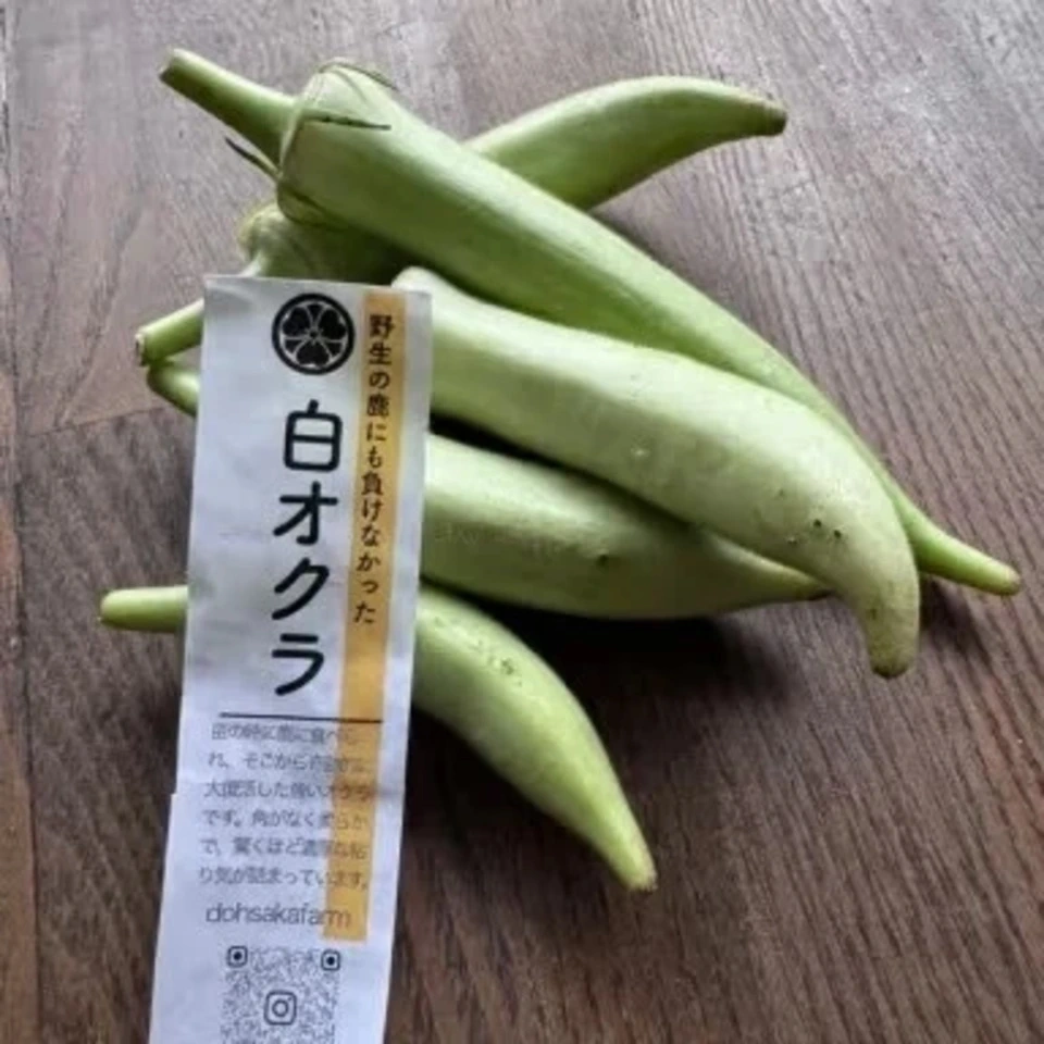 【農薬不使用】お腹を整える、夏の緑黄色野菜!生でも柔らかい「白オクラ」(専用箱でお届け)