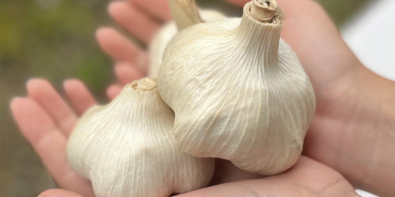 無農薬にんにく｜自然栽培・産地直送｜たべるとくらすと - たべると