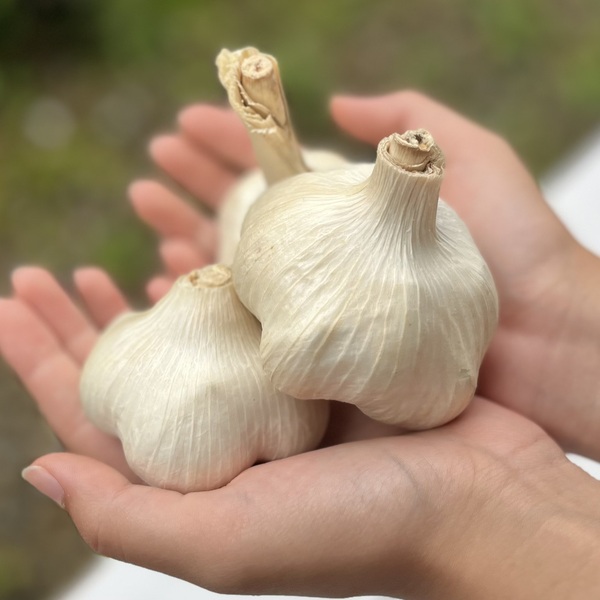 無農薬にんにく｜自然栽培・産地直送｜たべるとくらすと - たべると