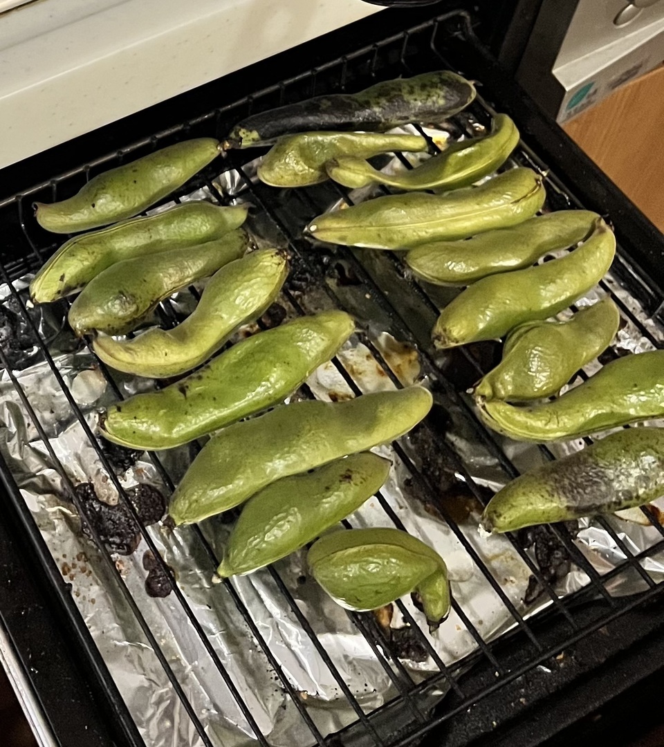 新鮮　徳島産無農薬　そら豆10キロ 新鮮 徳島産無農薬 そら豆10キロ 大きな取引 新鮮 徳島産無農薬