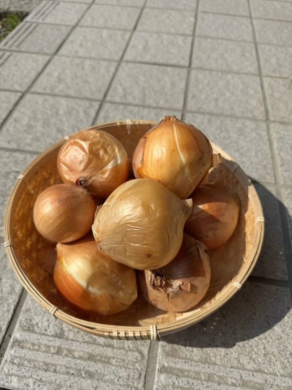 【採れたて発送】福岡県産 無農薬 黄梅 希少 訳あり難あり 15kg 採れたて発送】福岡県産 無農薬 黄梅 希少 訳あり難あり 15kg