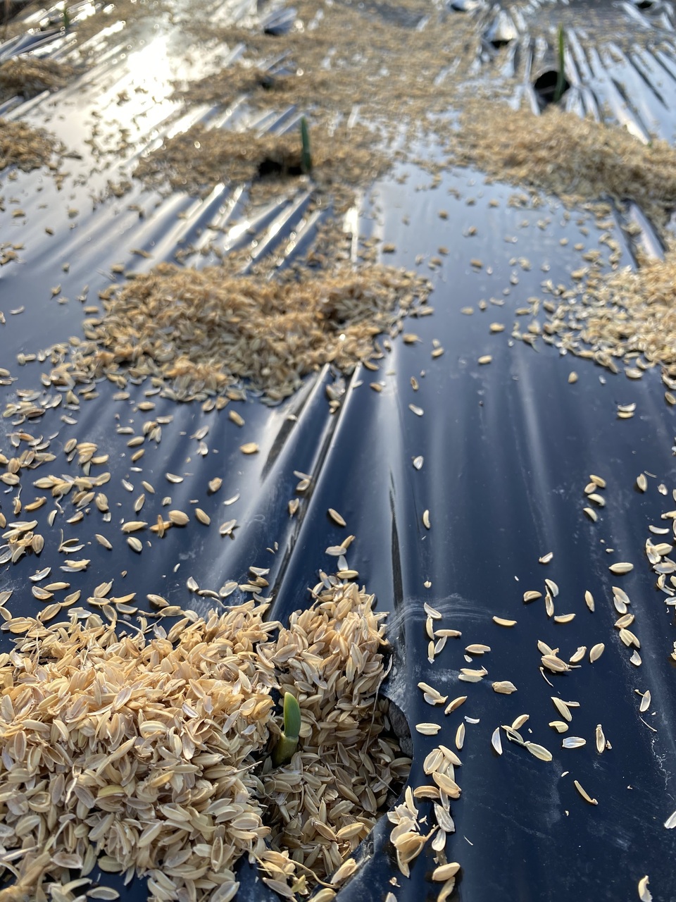 農薬不使用　兵庫県産　ミニ生にんに　く　9キロ 特撰 白鶴 特別純米酒 山田錦 | 山田錦 | | 日本酒 | 商品ライン