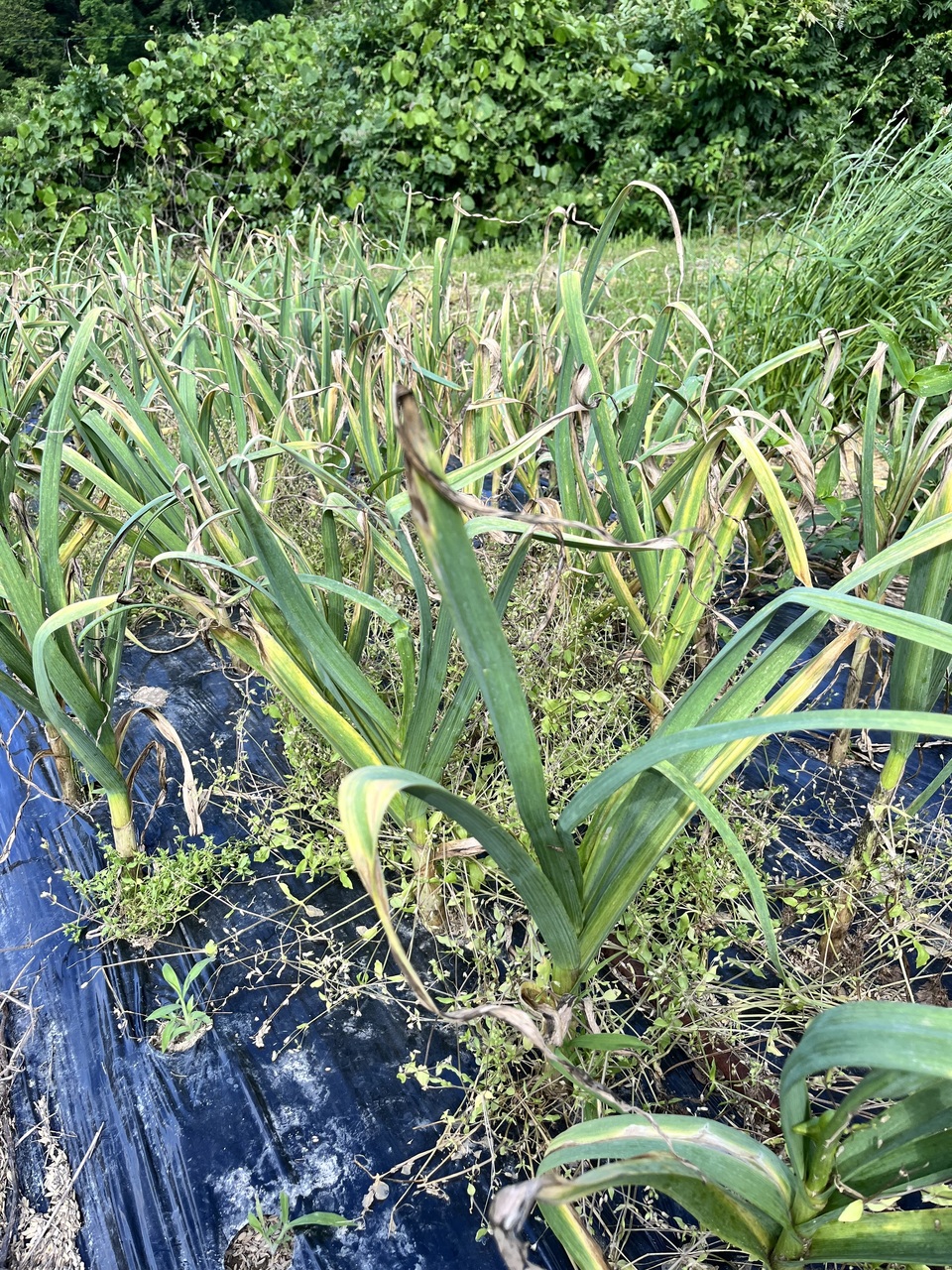 生は今だけ　農薬不使用　兵庫県産　ミニ生にんにく　9Kg 予約】2025 無農薬ホワイト六片 ニンニク dohsakafarm-plough