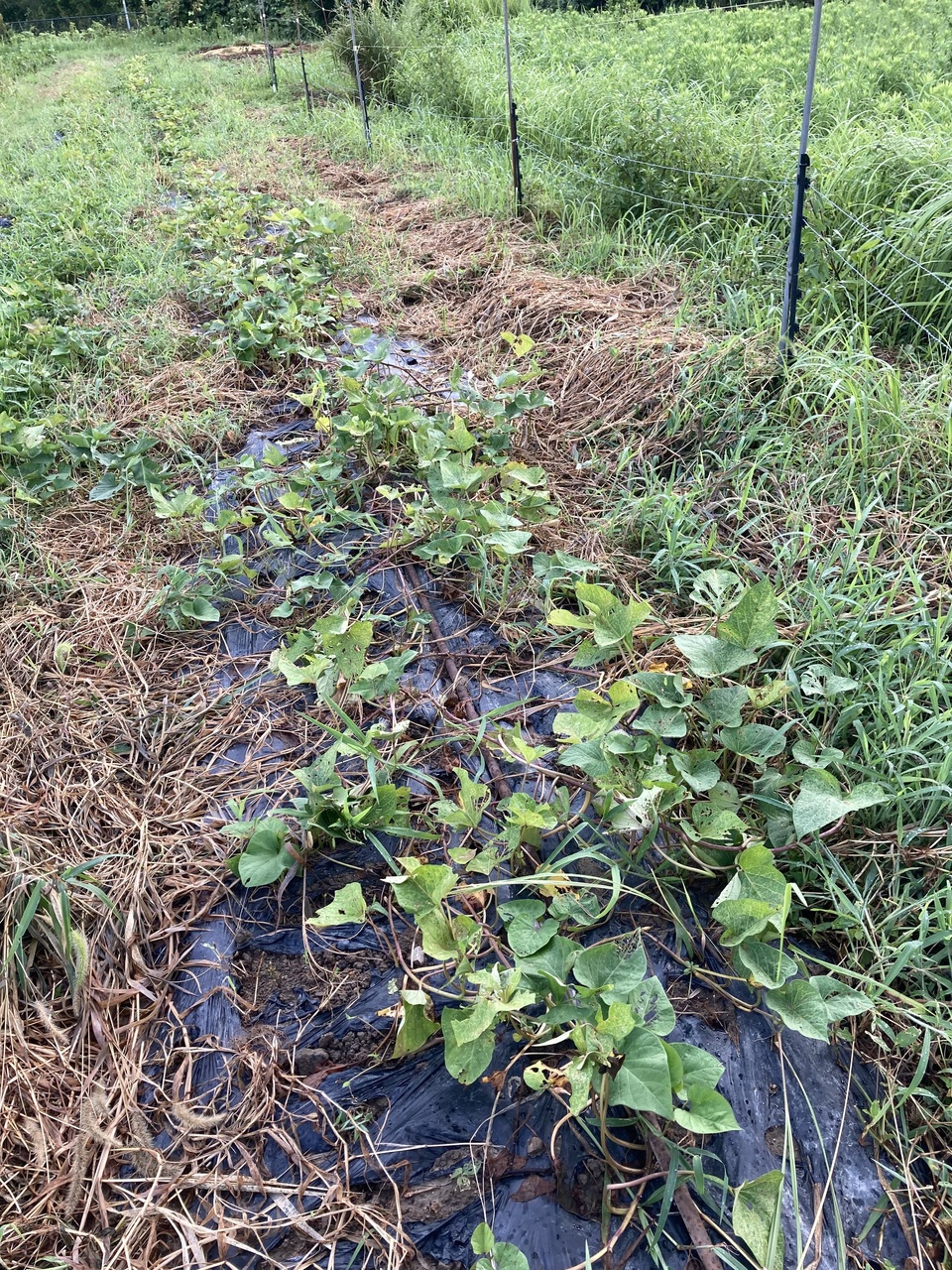 シルクスイート苗1200本専用 専用ページシルクスイート苗1200本 シルク