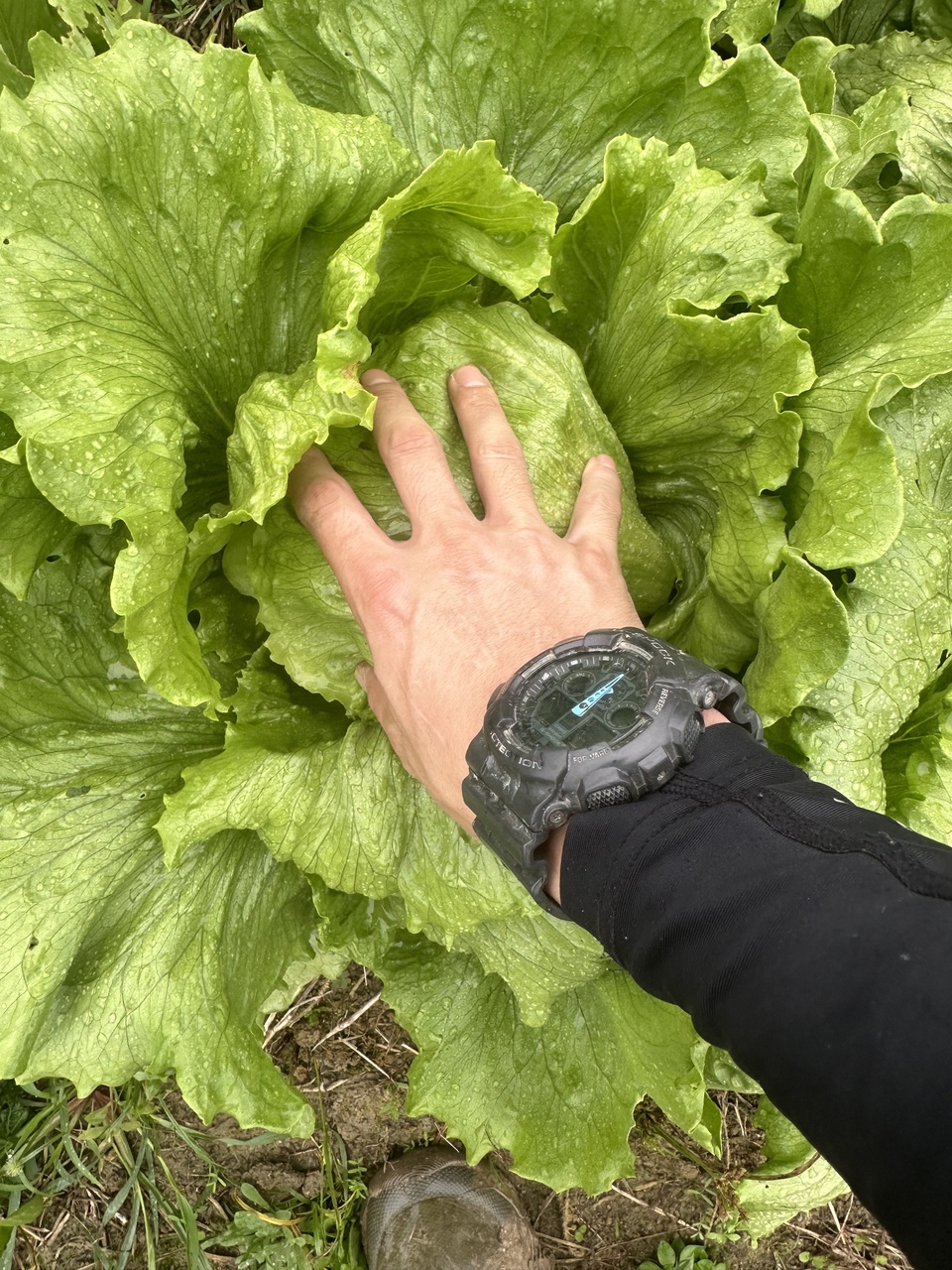 完売御礼】2024冬 無農薬 レタス2玉 dohsakafarm-plough- (兵庫県産