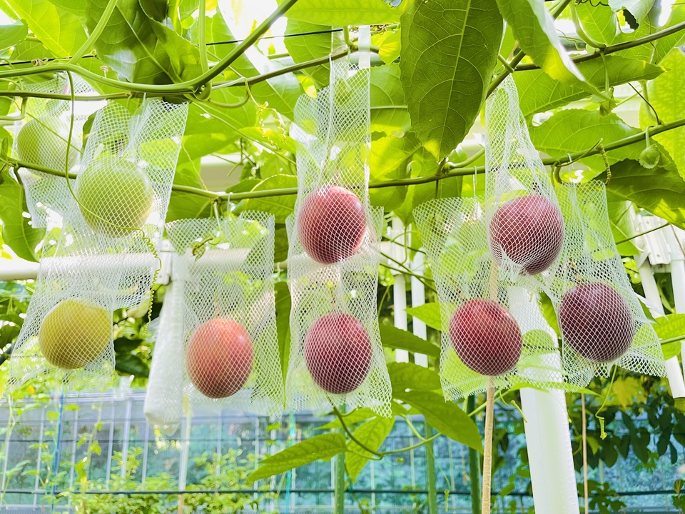 三宅島産・農薬不使用＜自然栽培パッションフルーツ＞ギフトにも