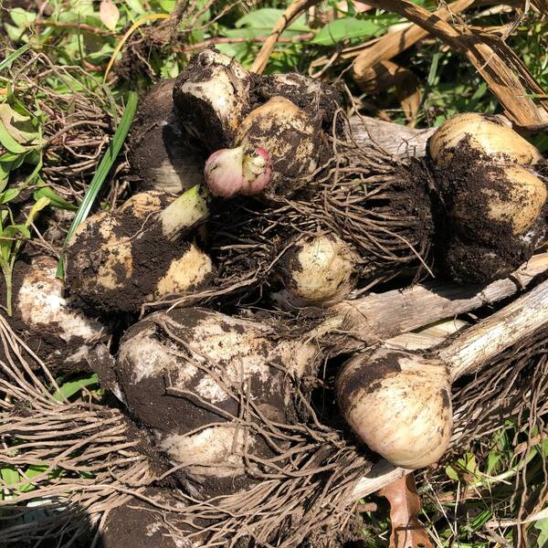 小さな畑の収穫 お知らせ たべるとくらすと