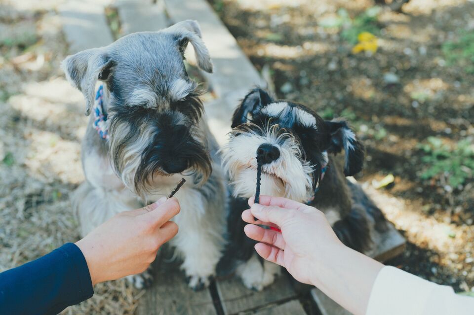 【愛犬用】(常温品)FISHDOGまぐろジャーキーシリーズ