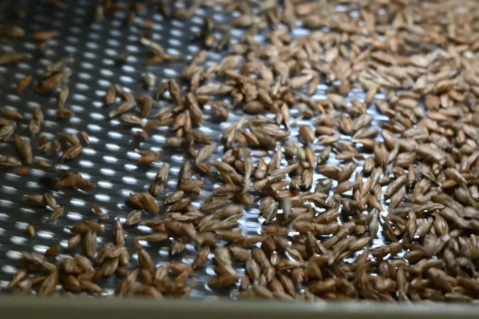 自然栽培のスペルト小麦