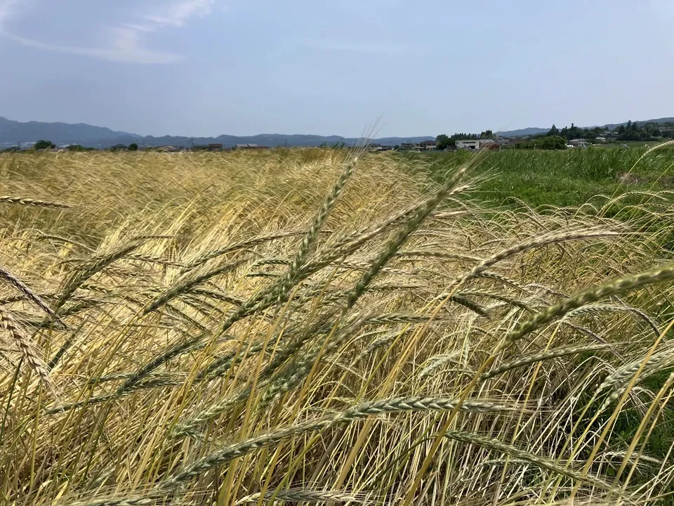 自然栽培のスペルト小麦