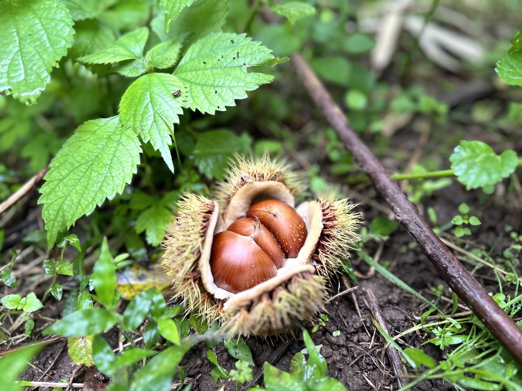 ☆生栗☆1㌔☆無農薬☆中山産☆送料無料100g増量中です…☆3週間低温熟成