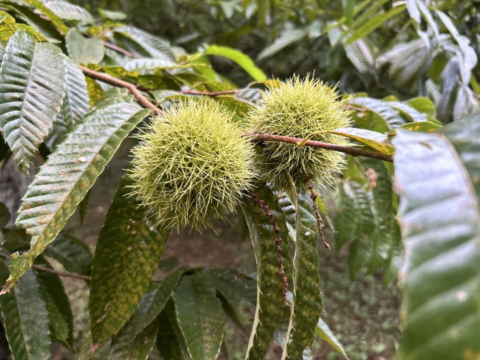 ☆生栗☆1㌔☆無農薬☆中山産☆送料無料100g増量中です…☆3週間低温熟成