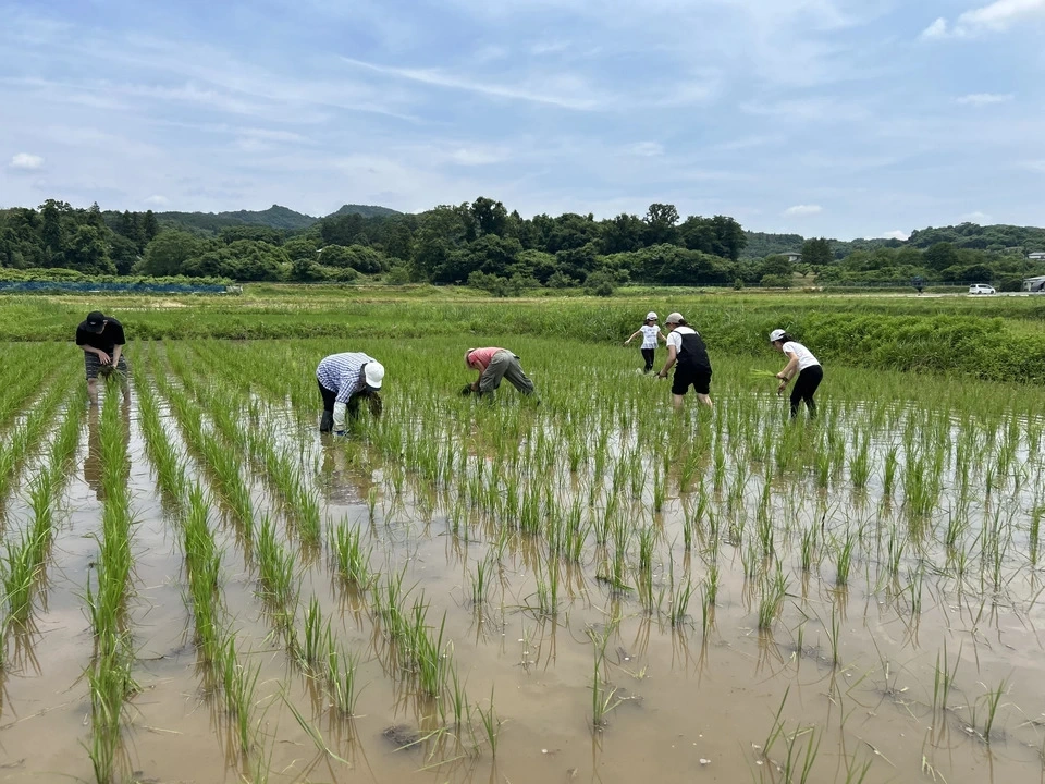 自然栽培の米粉(コシヒカリ)