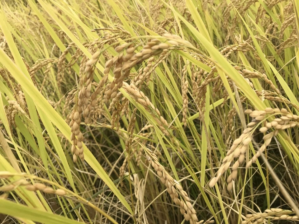 自然栽培の米粉(コシヒカリ)