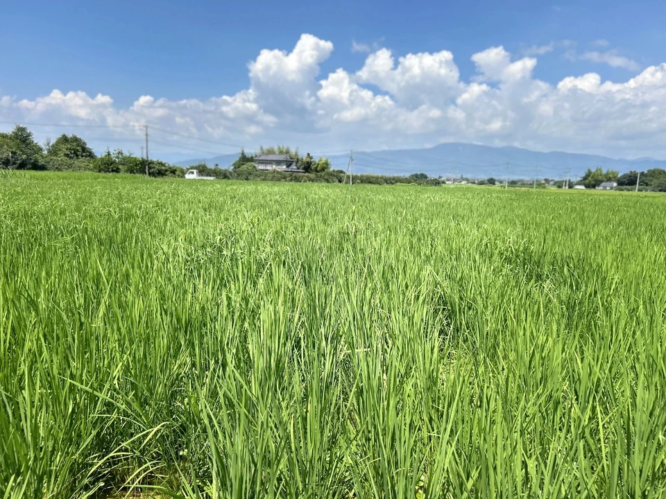 自然栽培の米粉(コシヒカリ)