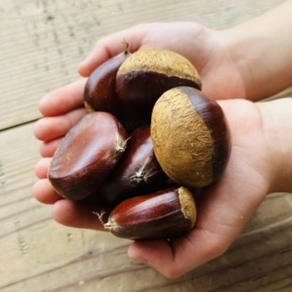 無農薬栗｜産地直送｜たべるとくらすと - たべるとくらすと