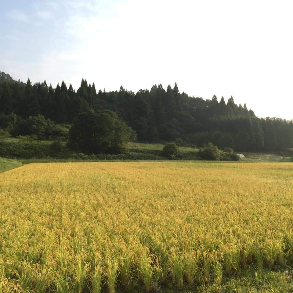 糀　自然栽培米×天然麹菌(野生麹菌)　　品種:鳥取旭