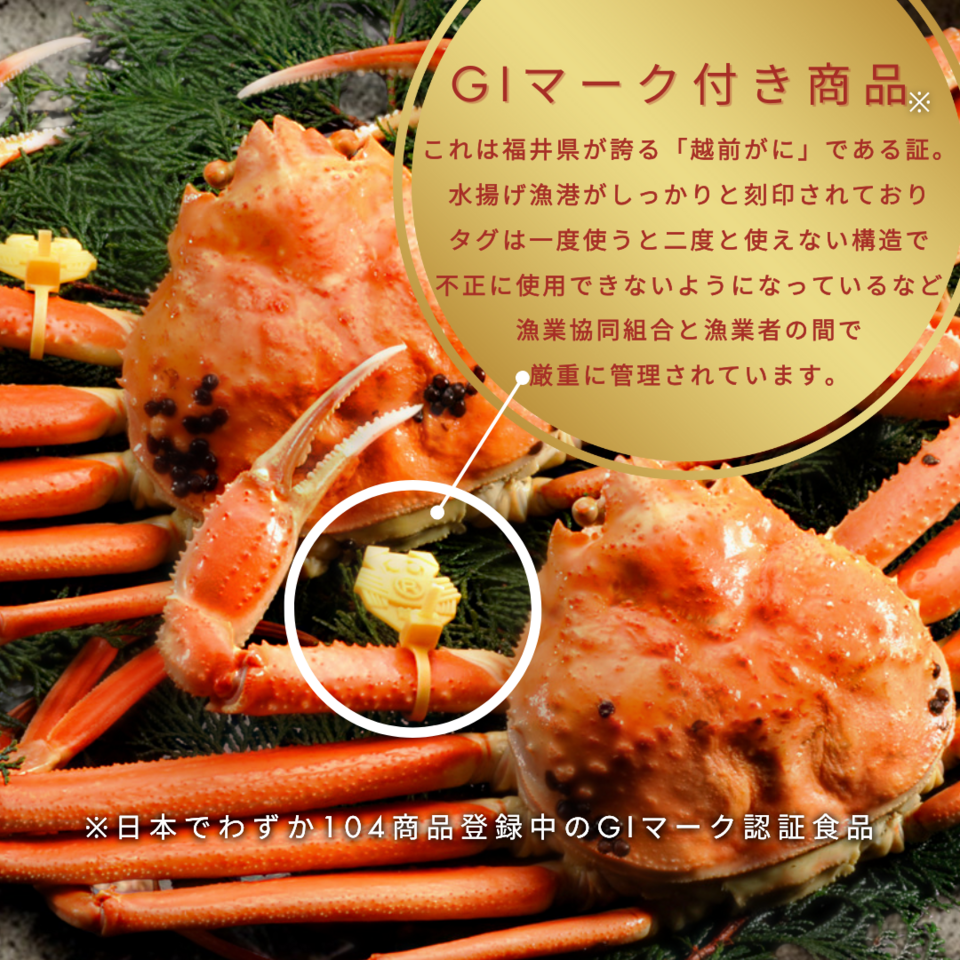 【送料無料】越前がに　産地直送　黄タグ付き　GIマーク　正規取扱認定店