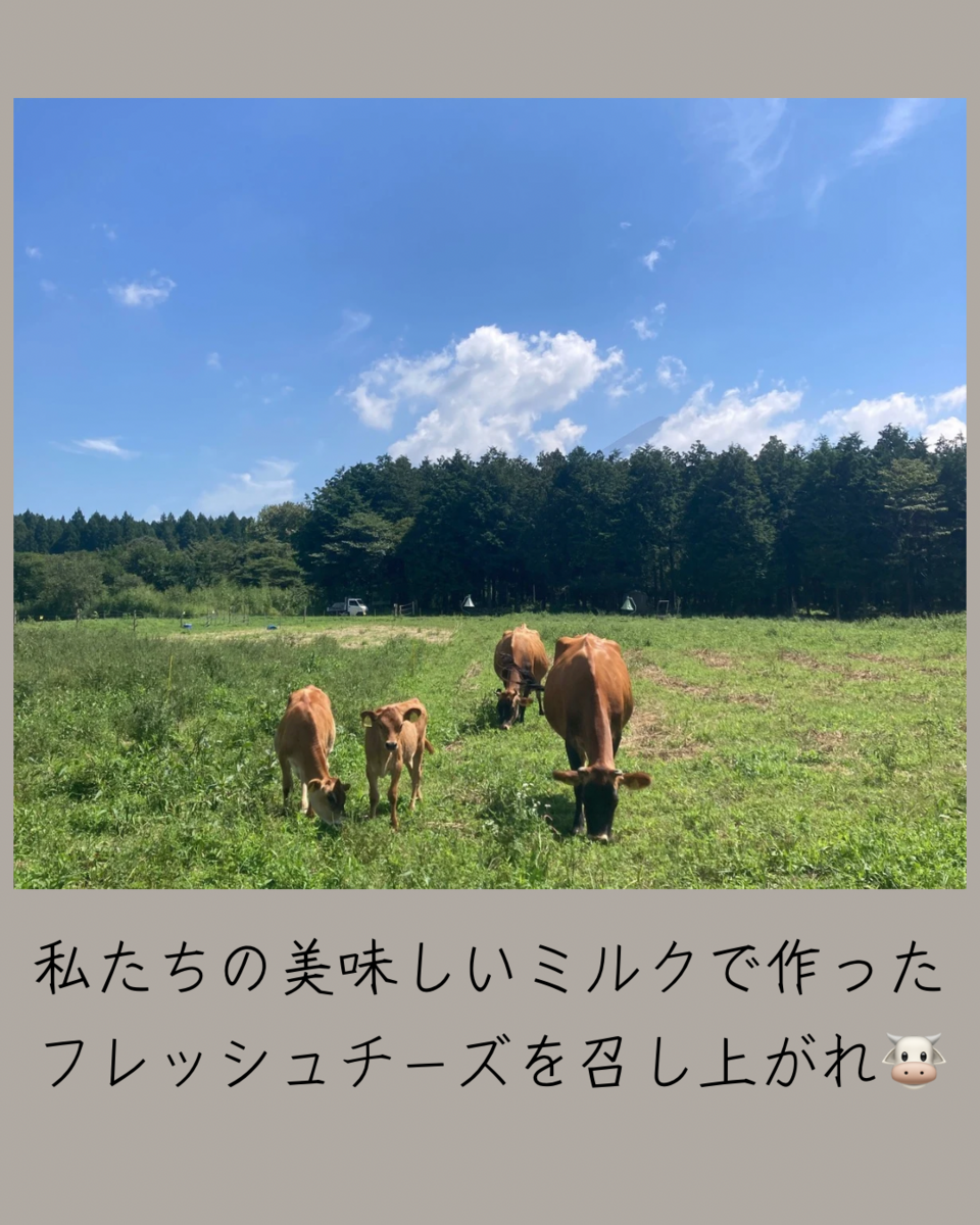 牛乳500mL2本とヨーグルト5個※木曜日発送