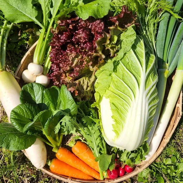 長崎無農薬野菜詰め合わせ春野菜セット12メガ盛り野菜朝採れ直送即配送新鮮採れたて野菜 11~13品目入り 軽井沢産 無農薬 朝採り 高原野菜