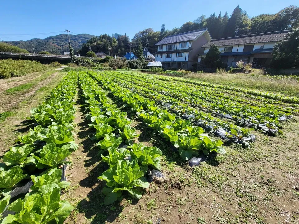 信州の朝霧と寒暖差が育てた　とれたて旬の野菜セット【農薬・化学肥料不使用】（現在は夏野菜セット♪）