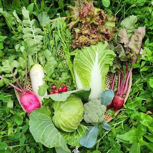 無農薬無化学肥料 旬の野菜セット（現在は春野菜セット♪）のレビュー