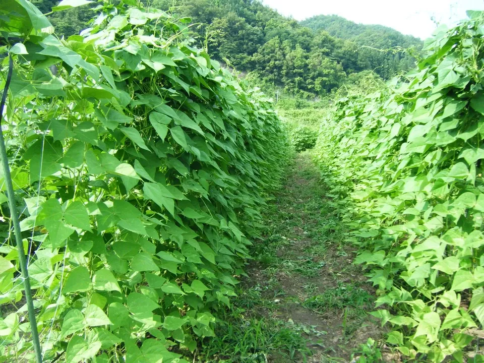 信州の朝霧と寒暖差が育てた　とれたて旬の野菜セット【農薬・化学肥料不使用】（現在は夏野菜セット♪）
