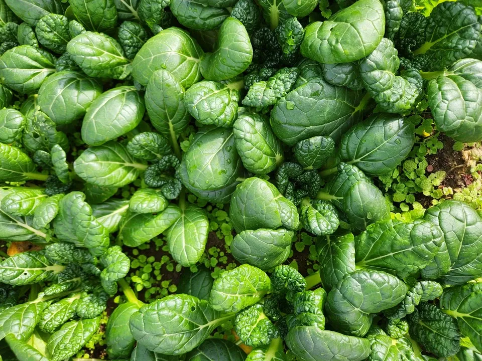 信州の朝霧と寒暖差が育てた とれたて旬の野菜セット【農薬・化学肥料