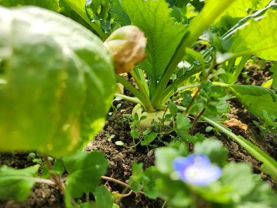 信州の朝霧と寒暖差が育てた　とれたて旬の野菜セット【農薬・化学肥料不使用】（現在は夏野菜セット♪）