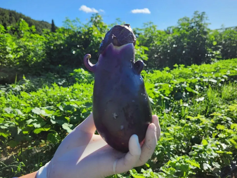 信州の朝霧と寒暖差が育てた　とれたて旬の野菜セット【農薬・化学肥料不使用】（現在は夏野菜セット♪）