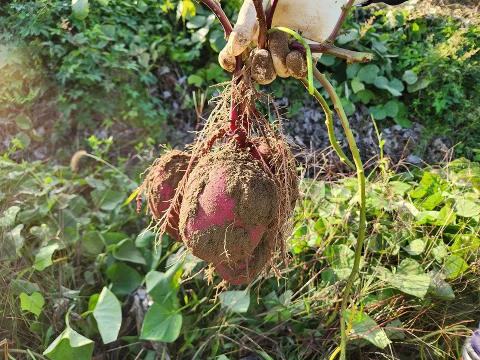 信州の朝霧と寒暖差が育てた　とれたて旬の野菜セット【農薬・化学肥料不使用】（現在は夏野菜セット♪）