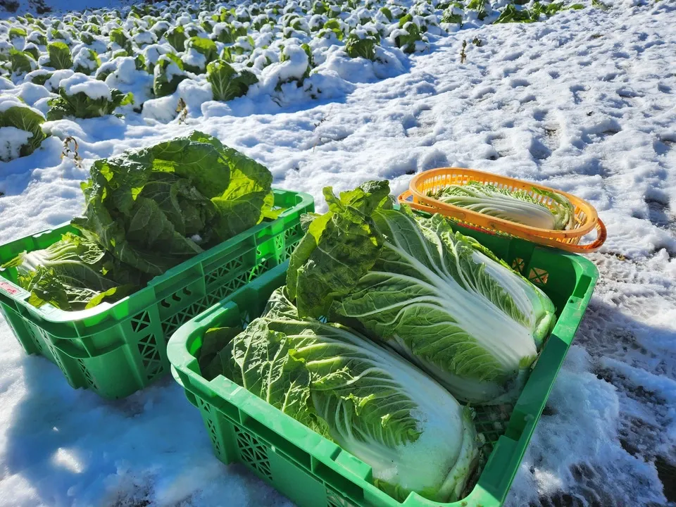 信州の朝霧と寒暖差が育てた とれたて旬の野菜セット【農薬・化学肥料