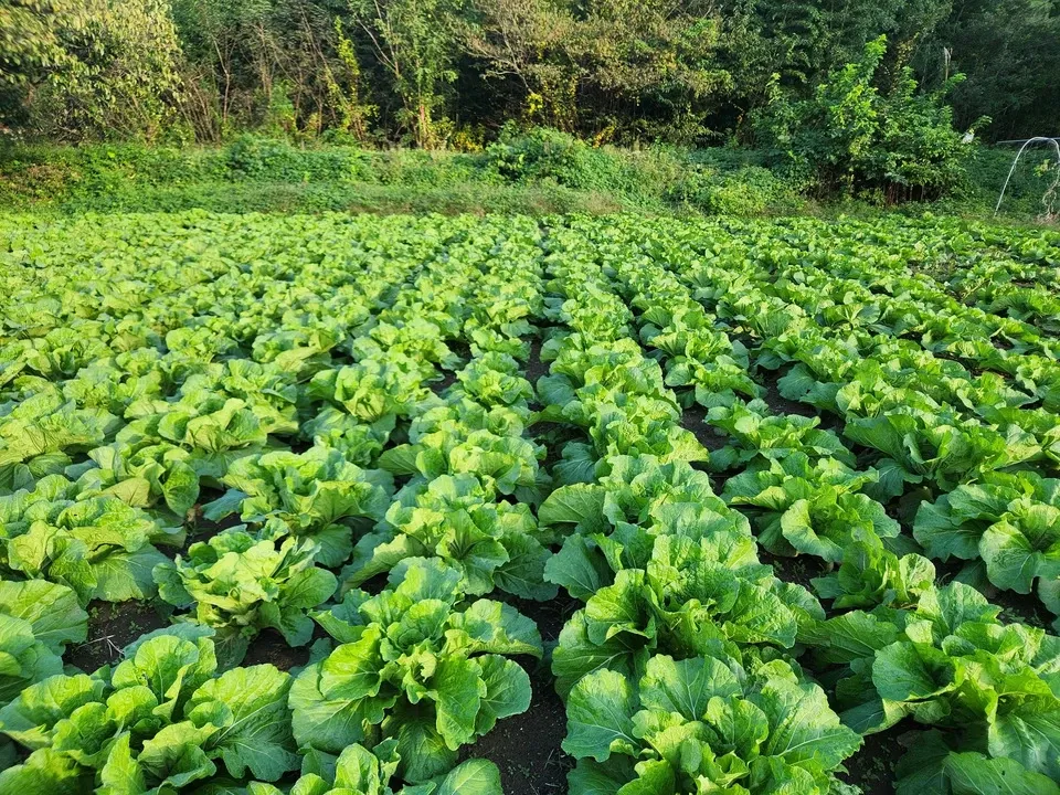 信州の朝霧と寒暖差が育てた とれたて旬の野菜セット【農薬・化学肥料