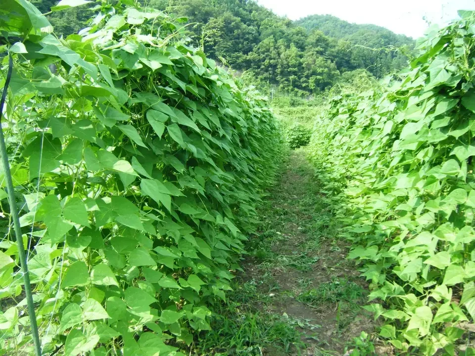 【お中元・夏ギフト】信州の朝霧と寒暖差が育てた 朝採れ旬野菜セット(熨斗対応可)〈農薬・化学肥料不使用〉