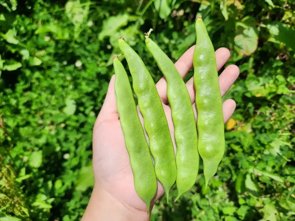 【お中元・夏ギフト】信州の朝霧と寒暖差が育てた 朝採れ旬野菜セット(熨斗対応可)〈農薬・化学肥料不使用〉