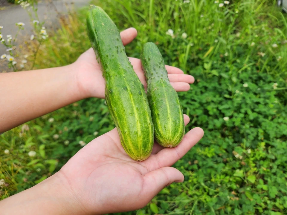 【お中元・夏ギフト】信州の朝霧と寒暖差が育てた 朝採れ旬野菜セット(熨斗対応可)〈農薬・化学肥料不使用〉