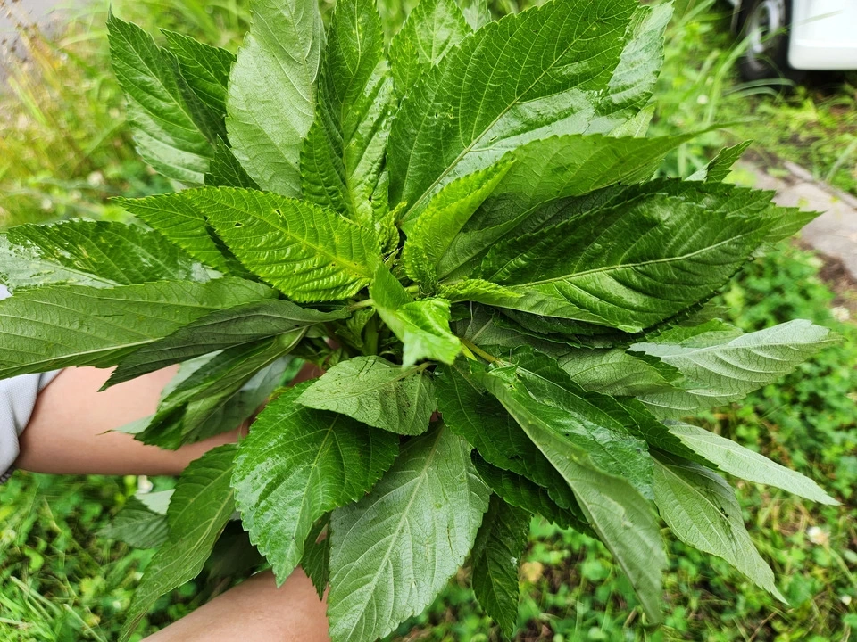 【お中元・夏ギフト】信州の朝霧と寒暖差が育てた 朝採れ旬野菜セット(熨斗対応可)〈農薬・化学肥料不使用〉