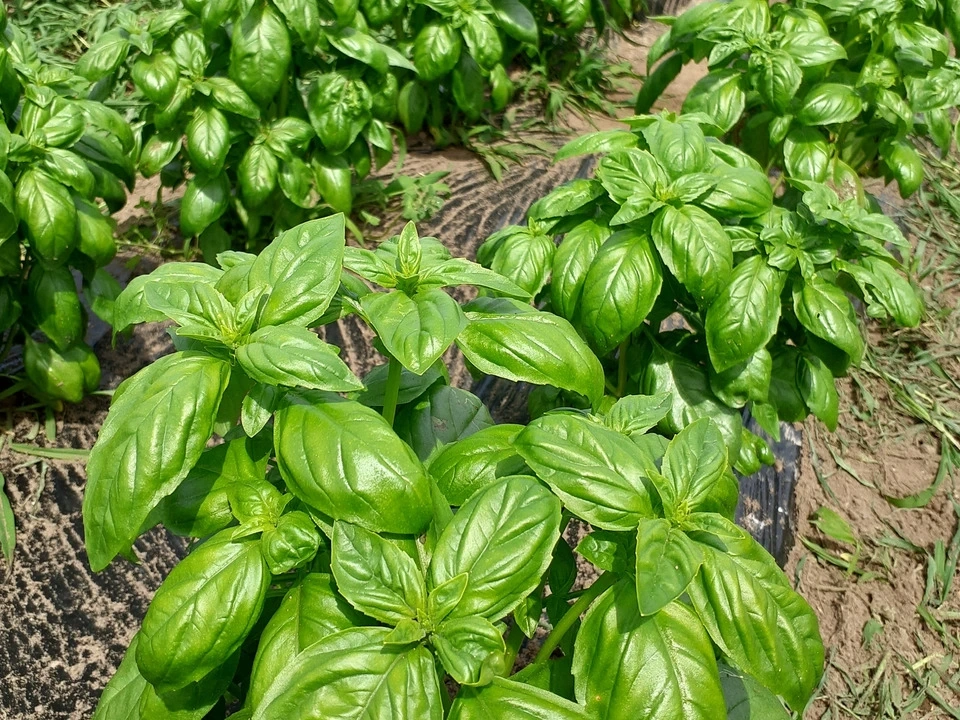 【お中元・夏ギフト】信州の朝霧と寒暖差が育てた 朝採れ旬野菜セット(熨斗対応可)〈農薬・化学肥料不使用〉