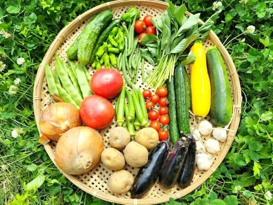【お中元・夏ギフト】信州の朝霧と寒暖差が育てた 朝採れ旬野菜セット(熨斗対応可)〈農薬・化学肥料不使用〉
