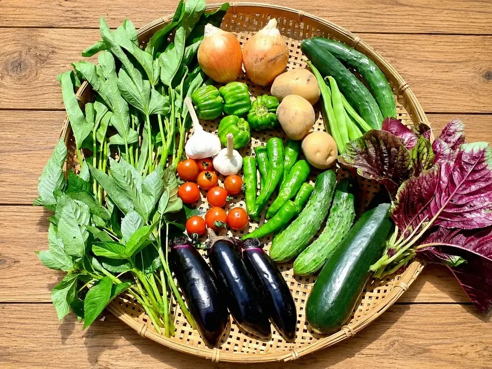 【お中元・夏ギフト】信州の朝霧と寒暖差が育てた 朝採れ旬野菜セット(熨斗対応可)〈農薬・化学肥料不使用〉