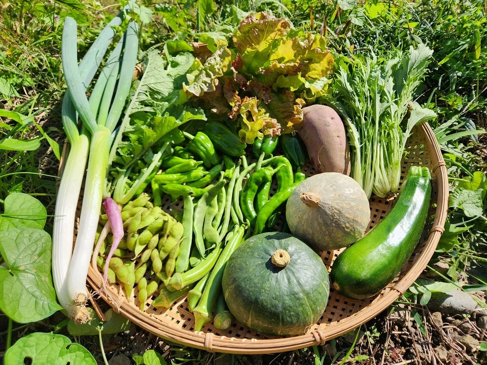 信州の朝霧と寒暖差が育てた とれたて旬の野菜セット【農薬・化学肥料不使用】(現在は秋野菜セット♪)