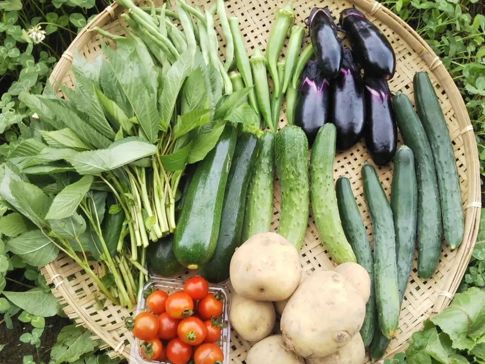 毎年大人気の無農薬 夏野菜 セット 夏野菜セット販売中です！ | お知らせ - たべるとくらすと
