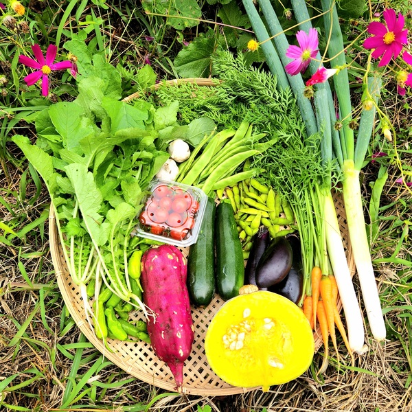 夏野菜セット販売中です！ | お知らせ - たべるとくらすと