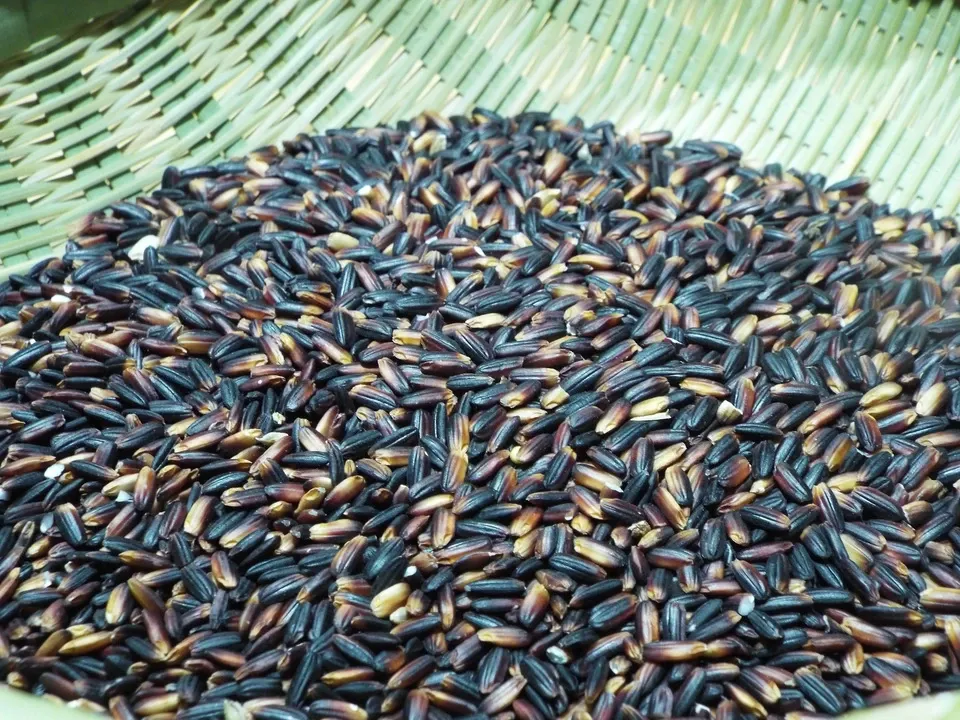 農薬・動物性肥料不使用ではざかけ天日干し<種継ぎ黒米/朝紫>古代からの味わい香り高くもちもち食感