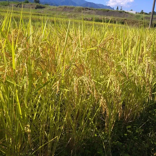 農家直送の無農薬玄米 - たべるとくらすと