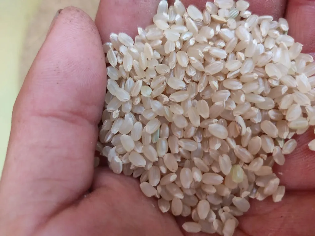 農薬・化学肥料不使用＜はざかけ天日米コシヒカリ＞アルプスの雪解け水