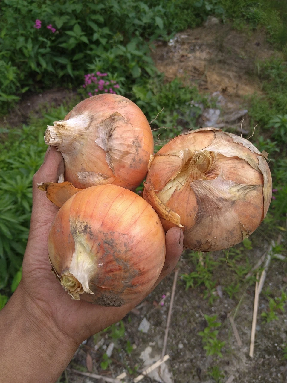毎日の食卓が整う＜ふたばたけの根菜セット＞農薬・化学肥料不使用