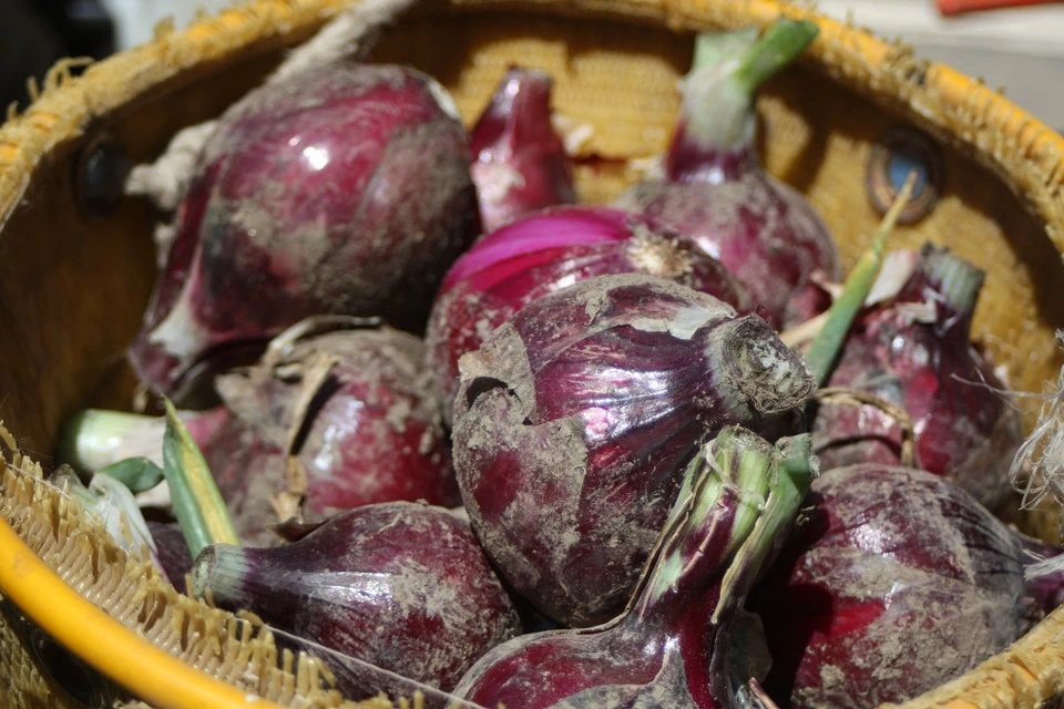 毎日の食卓が整う＜ふたばたけの根菜セット＞農薬・化学肥料不使用