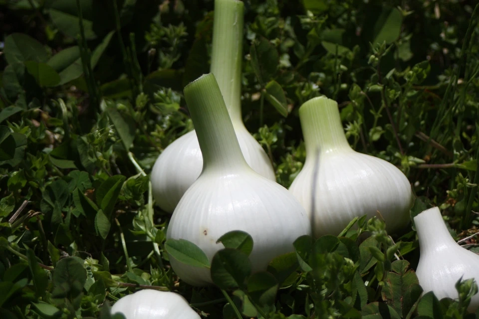 毎日の食卓が整う＜ふたばたけの根菜セット＞農薬・化学肥料不使用