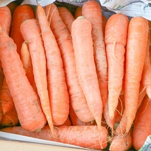 自然のチカラ漲る無農薬野菜一覧 - たべるとくらすと